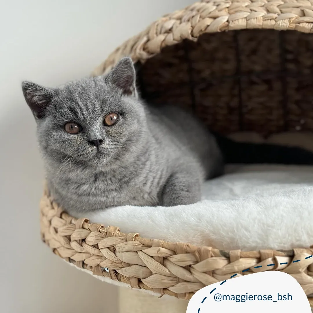 Back to Nature The Duo Cat Scratch Tree