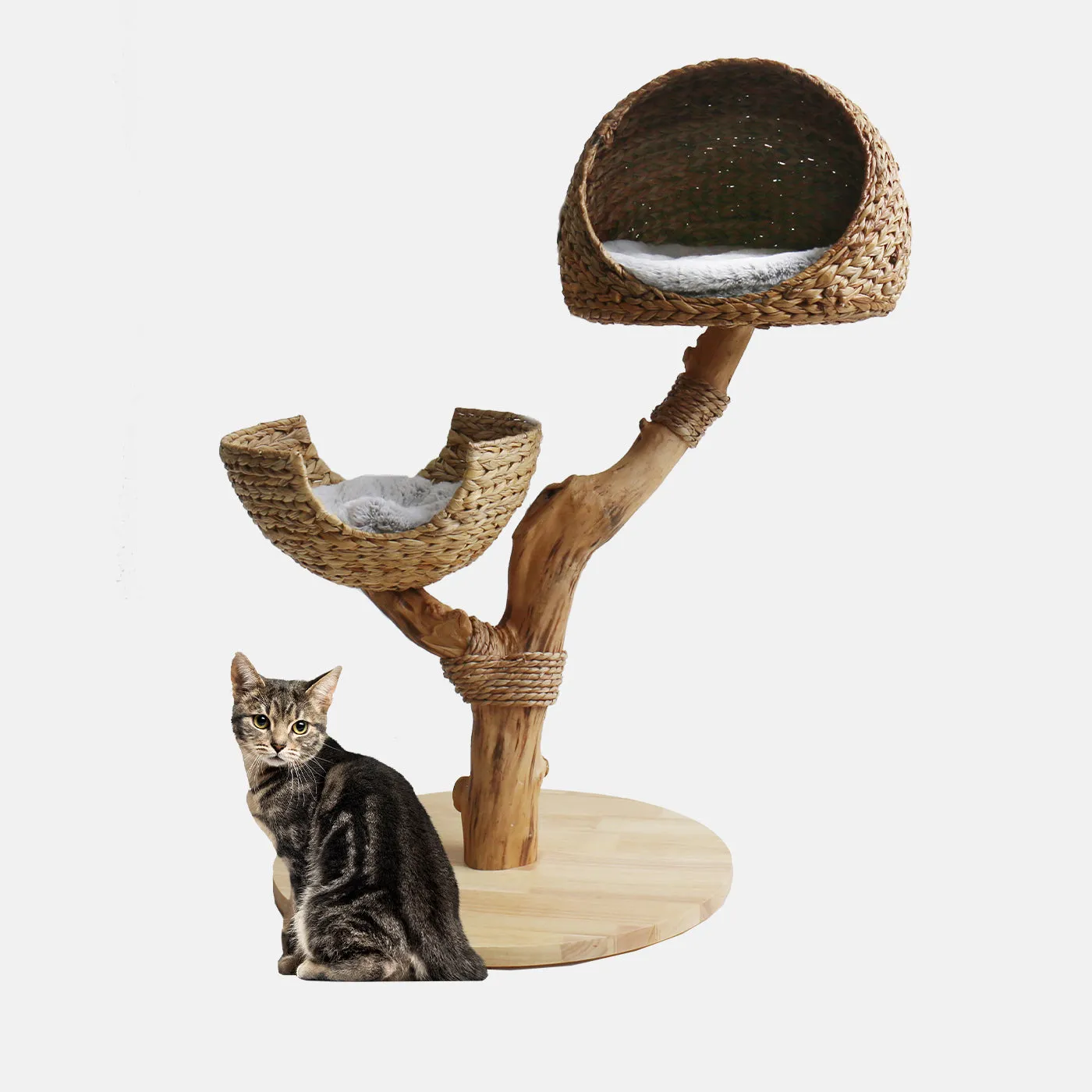Back to Nature The Duo Cat Scratch Tree