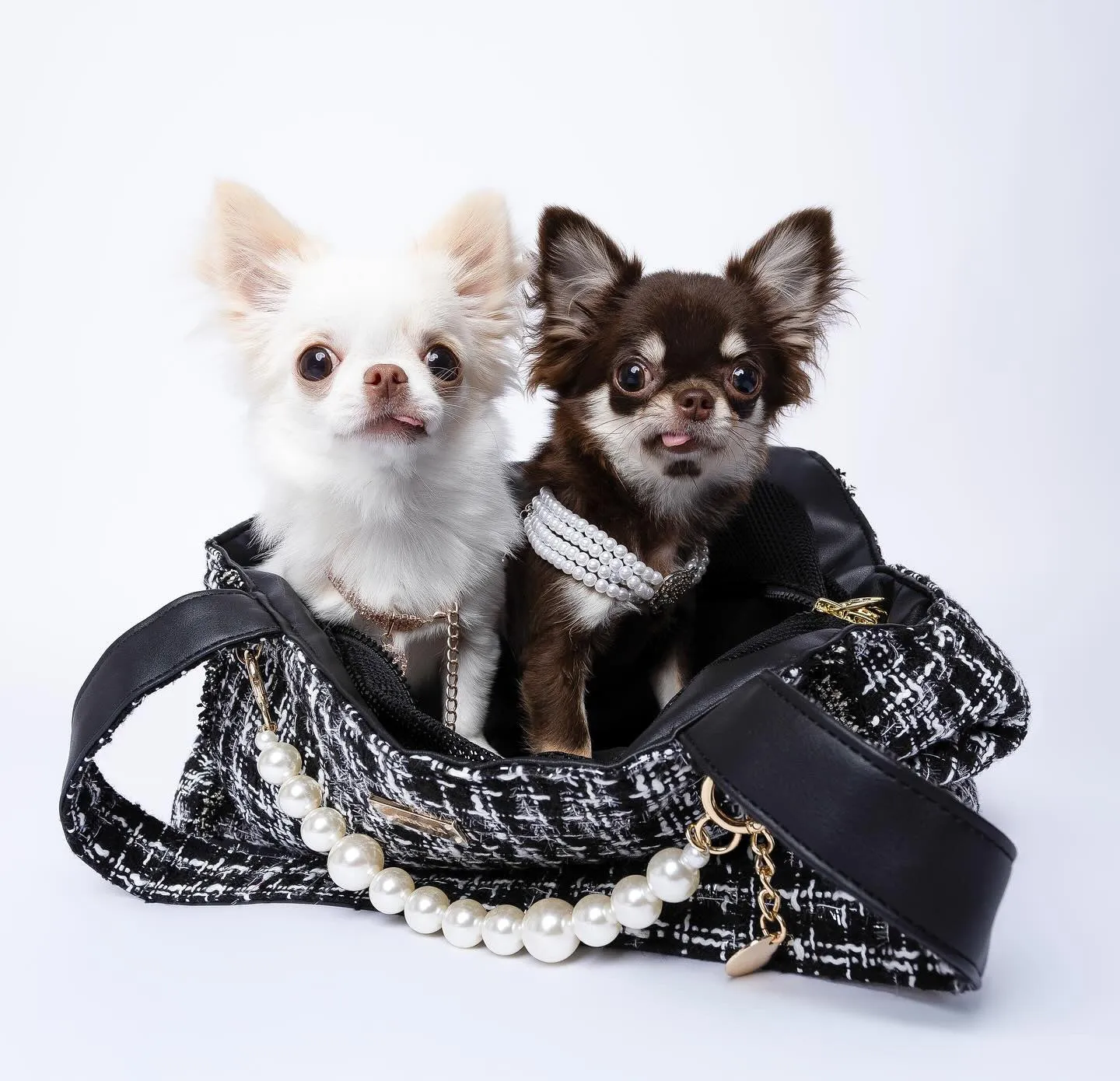 Coco Tweed Carrier Black