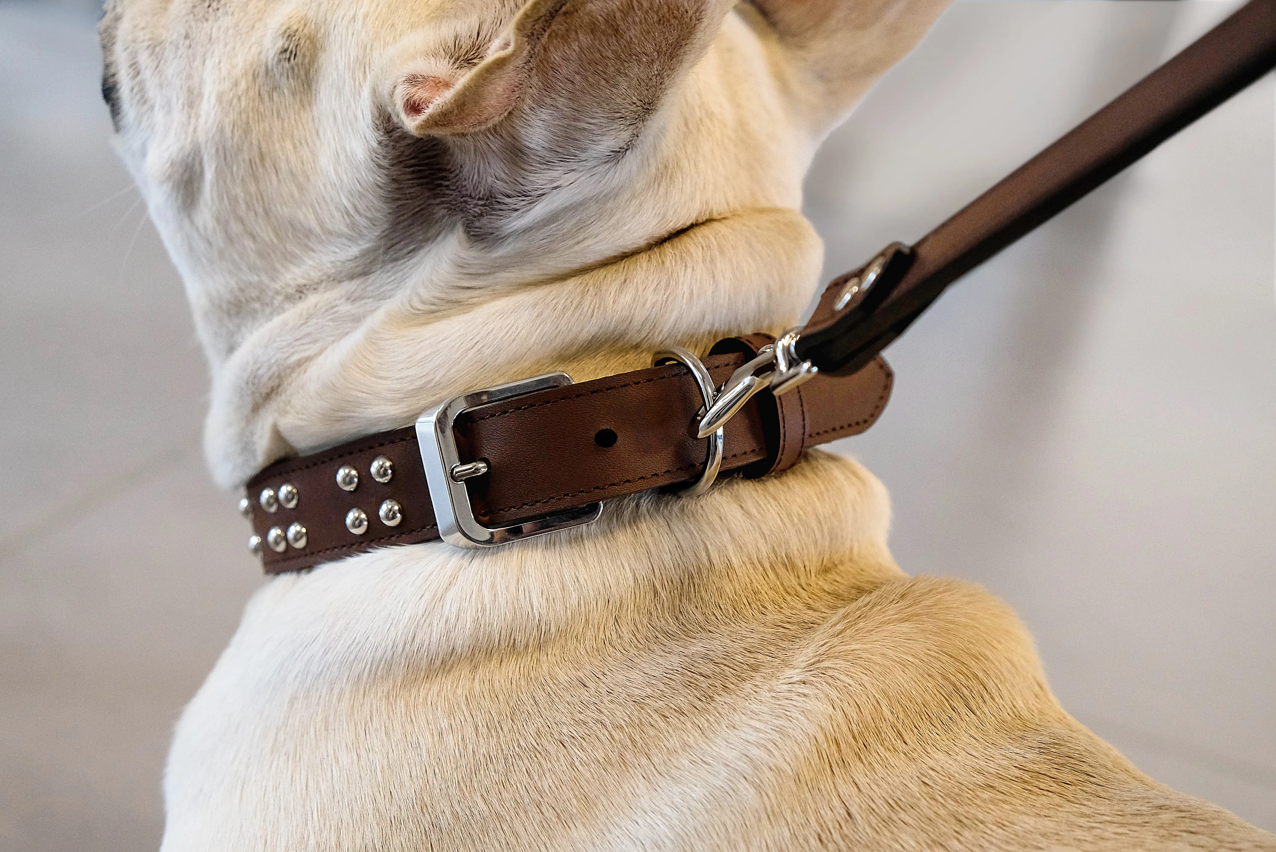 Leash Ball Studs - col. Aura Saddle