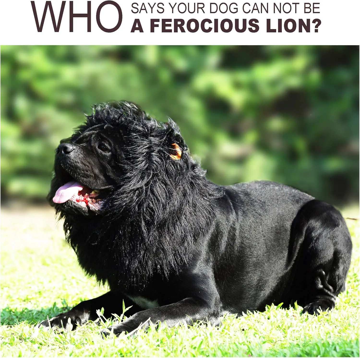 Onmygogo Lion Mane Wig for Dogs with Ears, Funny Pet Costumes for Halloween Christmas (Size M, Black)