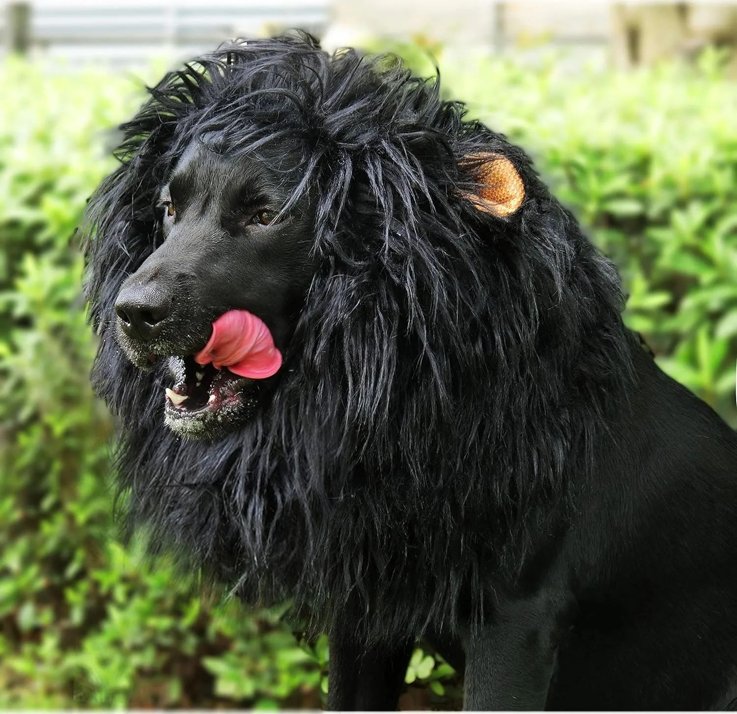 Onmygogo Lion Mane Wig for Dogs with Ears, Funny Pet Costumes for Halloween Christmas (Size M, Black)