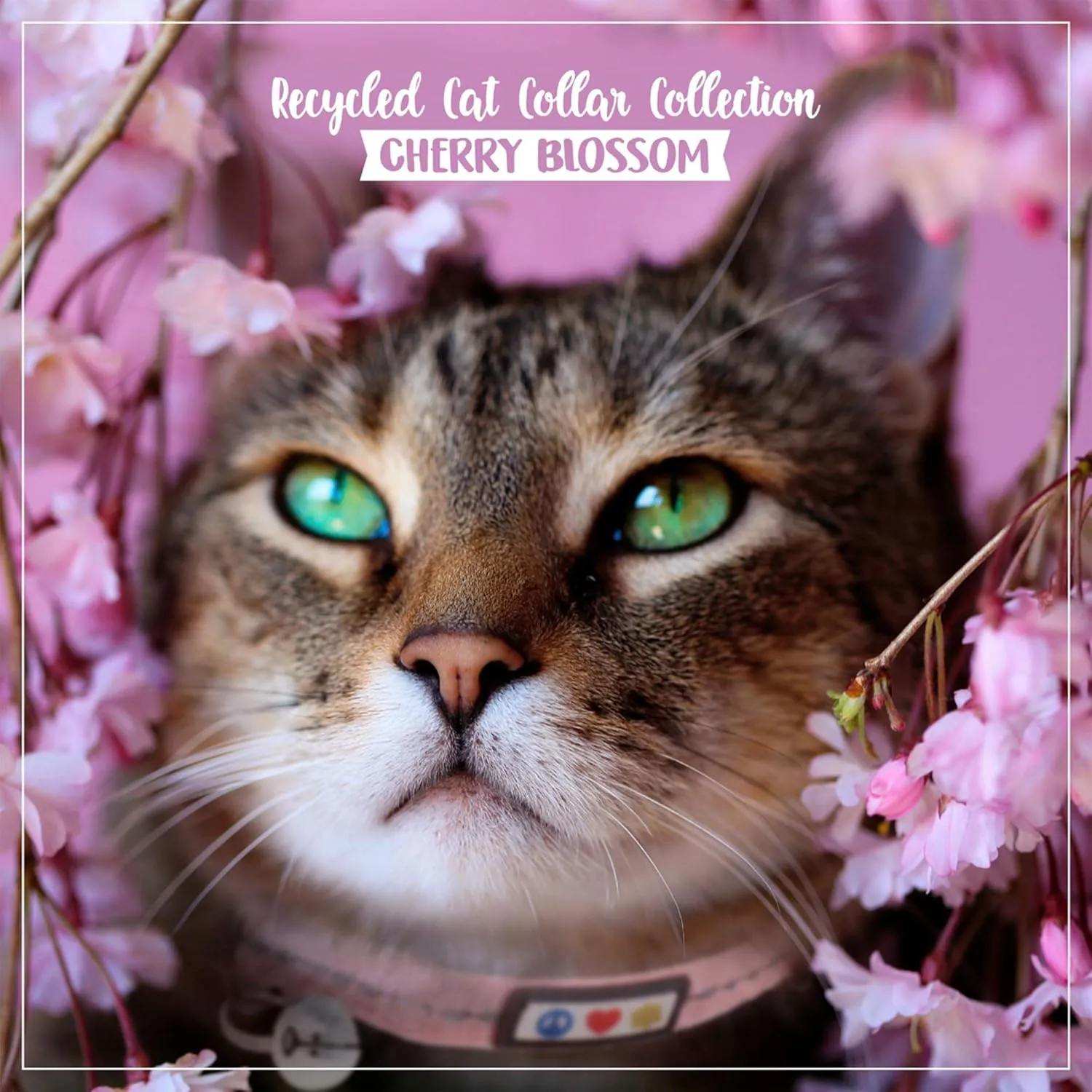 Pawtitas Recycled Cat Collar with Reflective Stitched and Safety Buckle Removable Bell Reflective Cat Breakaway Collar Made from Plastic Bottles Pink Cherry Blossom Cat Collar